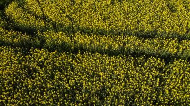 İngiliz kırsalındaki kolza tohumları geniş 4k hava aracı seçici odak noktası