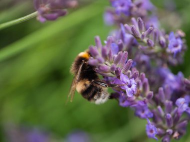 Yaban Arısı, lavanta çiçekleri üzerine polen toplar. Yakın çekim seçici odak noktası