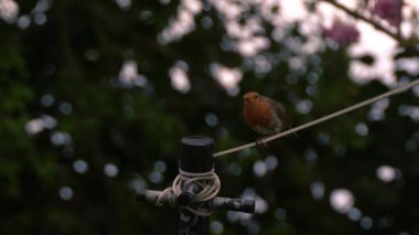 Robin kırmızı göğüs, çamaşır ipine tünemiş küçük kuş, seçici odak noktası.