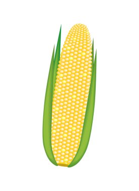 Beyaz arka planda izole edilmiş sarı olgun mısır koçanı. Vektör mısır, patlamış mısır..