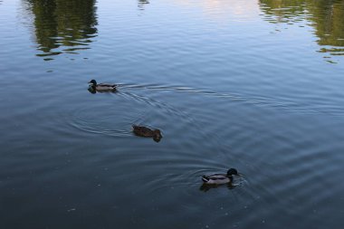 Gölde sakin sularda yüzen ördekler