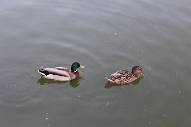 Gölde yüzen iki vahşi ördek.