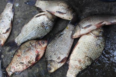 Balık tutarken sazan balığı ve çipura yakalandı.