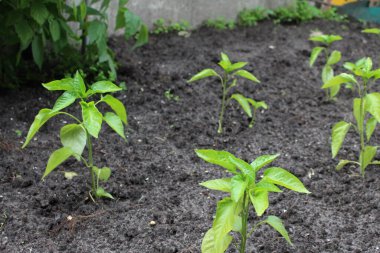 Bahçe toprağında yetişen genç bitkiler