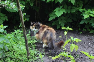 Yeşil bahçe bitkilerinde üç bacaklı bir kedi.