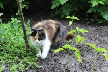 Bahçede yeşil bitkilerin yanında beyaz pençeli üç tonluk bir kedi yürüyor.