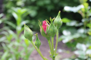 Yeşil yapraklı kırmızı bir gül goncası