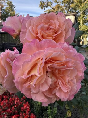 Light pink roses growing on a flowerbed in the park