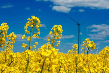 Çiçek açan kolza ve rüzgar santrali