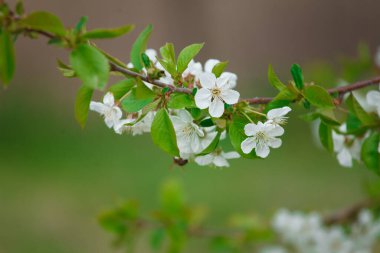 bahar çiçekleri ve kiraz ağacının tozlaşması