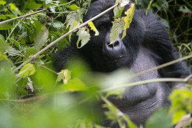 Uganda 'daki Bwindi Ulusal Parkı' ndaki büyük gümüş sırtlı dağ gorili..