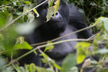 Uganda 'daki Bwindi Ulusal Parkı' ndaki büyük gümüş sırtlı dağ gorili..