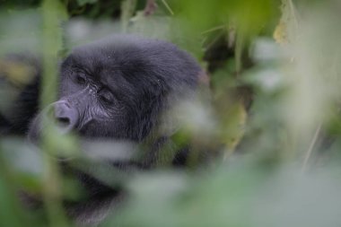 Uganda 'daki Bwindi Ulusal Parkı' ndaki büyük gümüş sırtlı dağ gorili..