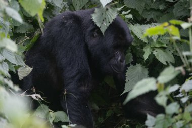 Uganda 'daki Bwindi Ulusal Parkı' ndaki büyük gümüş sırtlı dağ gorili..