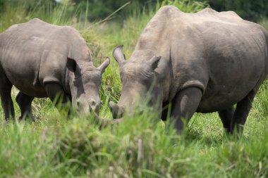 Ulusal Park, Uganda 'da korunan bölgede gergedan