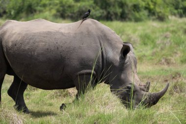 Ulusal Park, Uganda 'da korunan bölgede gergedan