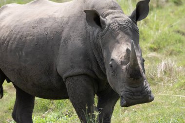 rhino in protected area in national park, Uganda clipart