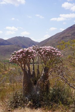 Çiçek açan Şişe Ağacı veya Çöl Gülü, Egzotik Engebeli Dağlar, Socotra Adası 'ndaki Pembe Çiçekler, Yemen' in Eşsiz Çölü Flora