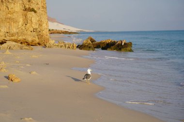 Beautiful tropical island sunrise landscape: blue sea, golden cliffs, and white sandy beach with seagulls - Socotra Island, Yemen clipart