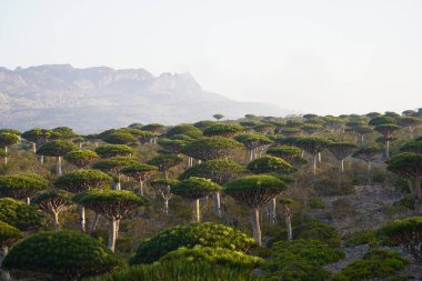 Egzotik Ejderha Kan Ağaçları Ormanı, Çiçeklenen Eşsiz Flora, Kuru Çöl ve Engebeli Dağ Arkaplanı - Socotra Adası, Yemen 'de Uzaylı Arazisi - Yüksek Çözünürlüklü Stok Fotoğrafı