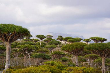 Egzotik Ejderha Kan Ağaçları Ormanı, Engebeli Dağlar ve Gizemli Bulut Arkaplanı Yemen 'deki Socotra Adası' nda Uzaylı Arazisi