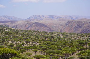 Egzotik Ejderha Kan Ağaçları Ormanı, Çiçeklenen Eşsiz Flora, Kuru Çöl ve Engebeli Dağ Arkaplanı - Socotra Adası, Yemen 'de Uzaylı Arazisi - Yüksek Çözünürlüklü Stok Fotoğrafı