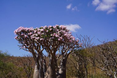 Çiçek açan Şişe Ağacı veya Pembe Çiçekli Çöl Gülü Socotra Adası, Yemen 'in Eşsiz Çölü Flora