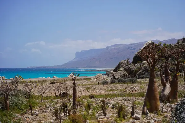 Güzel tropik ada manzarası: Mavi deniz, altın uçurumlar, ve çöl gül ağaçları - Socotra Adası, Yemen