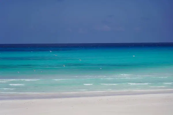 Güzel tropik ada manzarası: Mavi deniz ve beyaz kumlu plaj - Socotra Adası, Yemen