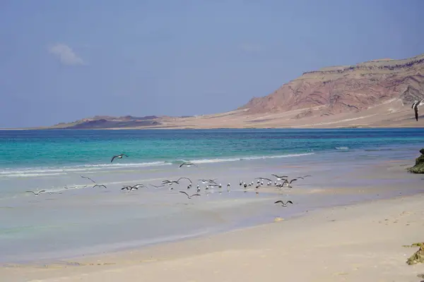 Güzel tropikal ada manzarası: Mavi deniz, altın tepeler, ve martılı beyaz kumlu sahil - Socotra Adası, Yemen