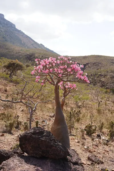 Çiçek açan Şişe Ağacı veya Çöl Gülü, Egzotik Engebeli Dağlar, Socotra Adası 'ndaki Pembe Çiçekler, Yemen' in Eşsiz Çölü Flora