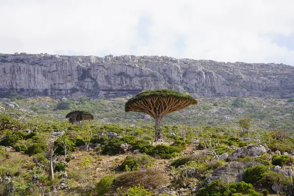 Egzotik Ejderha Kan Ağaçları, Engebeli Dağlar ve Eşsiz Flora - Socotra Adası, Yemen 'deki Yabancı Arazi