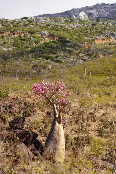 Çiçek açan Şişe Ağacı veya Çöl Gülü, Egzotik Engebeli Dağlar, Socotra Adası 'ndaki Pembe Çiçekler, Yemen' in Eşsiz Çölü Flora