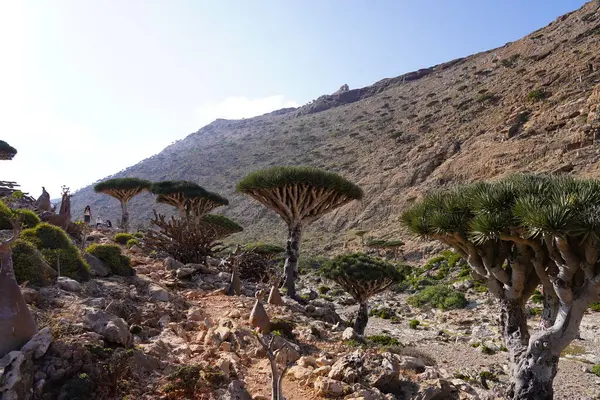 Egzotik Ejderha Kan Ağaçları, Engebeli Dağlar ve Eşsiz Flora - Socotra Adası, Yemen 'deki Yabancı Arazi