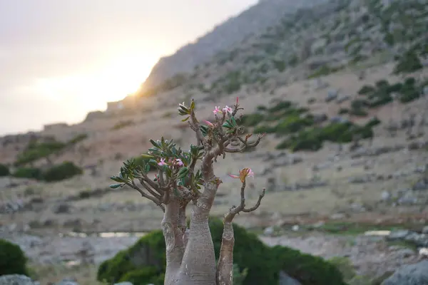 Şişe ağacı çölü gün batımında Socotra Adası, Yemen 'de bir dağın altında yükseldi.