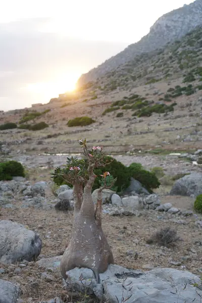 Şişe ağacı çölü gün batımında Socotra Adası, Yemen 'de bir dağın altında yükseldi.
