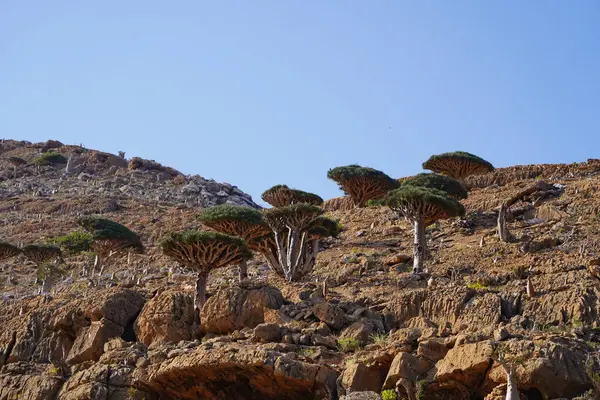 Egzotik Ejderha Kan Ağaçları, Engebeli Dağlar ve Eşsiz Flora - Socotra Adası, Yemen 'deki Yabancı Arazi