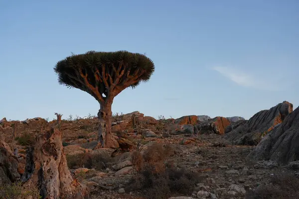 Sunset 'teki Egzotik Ejderha Kan Ağacı - Yemen' deki Socotra Adası 'ndaki Yabancı Arazi