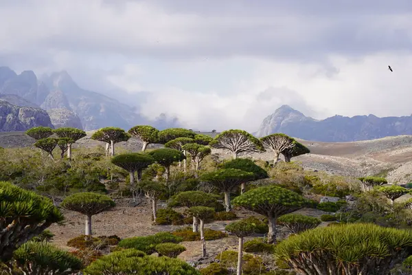 Egzotik Ejderha Kan Ağaçları Ormanı, Engebeli Dağlar ve Gizemli Bulut Arkaplanı Yemen 'deki Socotra Adası' nda Uzaylı Arazisi