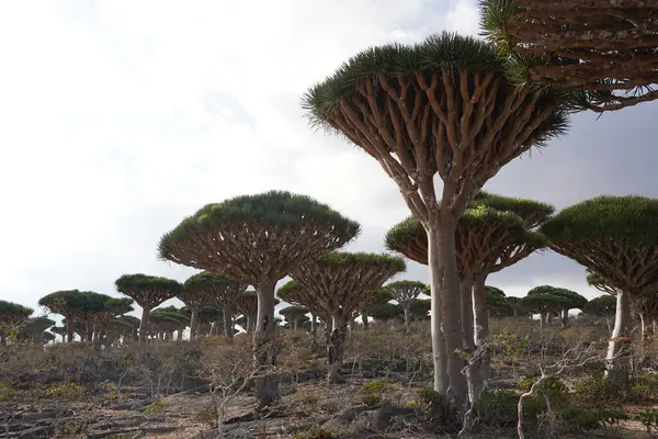 Egzotik Ejderha Kan Ağaçları Ormanı, Engebeli Dağlar ve Gizemli Bulut Arkaplanı Yemen 'deki Socotra Adası' nda Uzaylı Arazisi