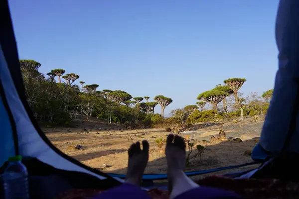 Yemen 'deki Socotra Adası' nda Ejderha Kanlı Orman Çadırının İçinde Oturan Genç Turist