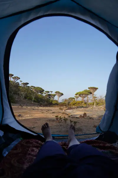 Yemen 'deki Socotra Adası' nda Ejderha Kanlı Orman Çadırının İçinde Oturan Genç Turist