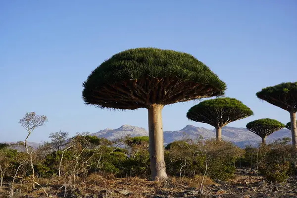 Egzotik Ejderha Kan Ağaçları Ormanı, Engebeli Dağlar Kuru Çöl Arkaplanı Socotra Adası 'ndaki Uzaylı Arazisi, Yemen Fotoğrafı