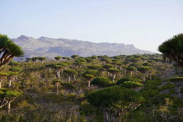 Egzotik Ejderha Kan Ağaçları Ormanı, Çiçeklenen Eşsiz Flora, Kuru Çöl ve Engebeli Dağ Arkaplanı - Socotra Adası, Yemen 'de Uzaylı Arazisi - Yüksek Çözünürlüklü Stok Fotoğrafı