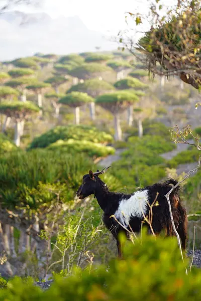 stock image Goat in the Dragon Blood Tree Forest in Socotra Island, Yemen