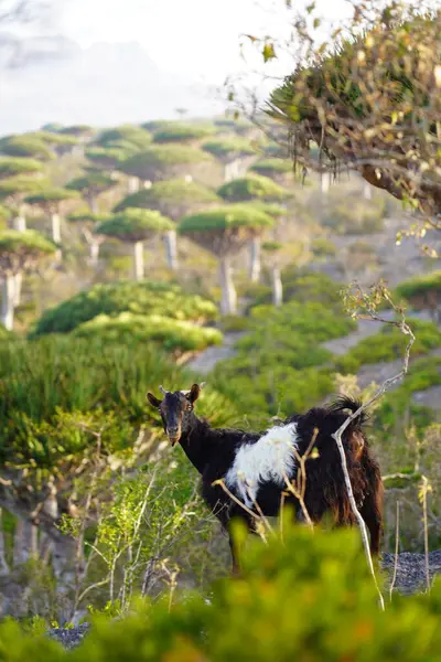 Yemen, Socotra Adası 'ndaki Ejderha Kan Ağacı Ormanı' nda Keçi.
