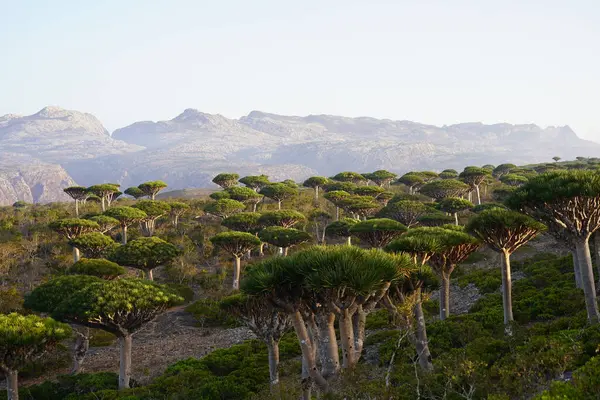 Egzotik Ejderha Kan Ağaçları Ormanı, Çiçeklenen Eşsiz Flora, Kuru Çöl ve Engebeli Dağ Arkaplanı - Socotra Adası, Yemen 'de Uzaylı Arazisi - Yüksek Çözünürlüklü Stok Fotoğrafı