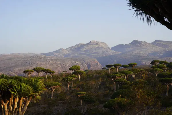 Egzotik Ejderha Kan Ağaçları Ormanı, Çiçeklenen Eşsiz Flora, Kuru Çöl ve Engebeli Dağ Arkaplanı - Socotra Adası, Yemen 'de Uzaylı Arazisi - Yüksek Çözünürlüklü Stok Fotoğrafı