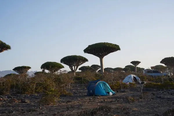 Açık Kamp Macerası: Yemen, Socotra Adası 'ndaki Yabancı Ejderha Kan Ağaçları Ormanı' nda Turistlerin Çadırları ve Arabaları