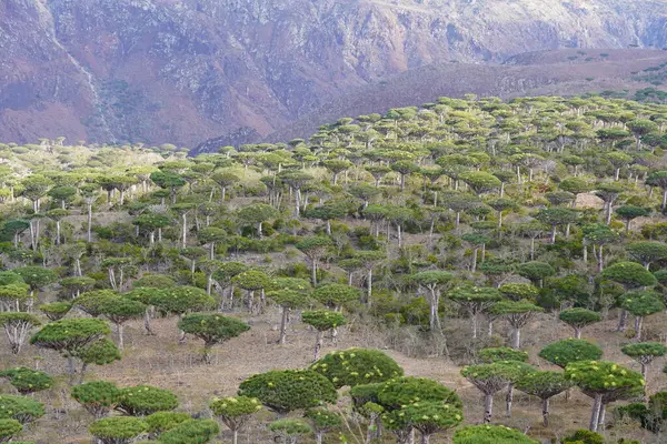 Egzotik Ejderha Kan Ağaçları Ormanı, Çiçeklenen Eşsiz Flora, Kuru Çöl ve Engebeli Dağ Arkaplanı - Socotra Adası, Yemen 'de Uzaylı Arazisi - Yüksek Çözünürlüklü Stok Fotoğrafı